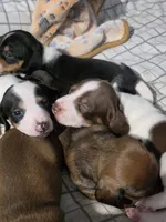 Spots- Smooth Coat Piebald, a male Miniature Dachshund for sale in San Antonio, TX – 1 of 5