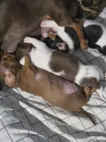 Spots- Smooth Coat Piebald, a male Miniature Dachshund for sale in San Antonio, TX – 4 of 5