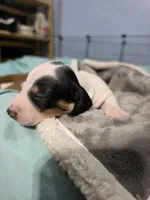 Moo- Smooth Coat Piebald, a male Miniature Dachshund for sale in San Antonio, TX – 5 of 8
