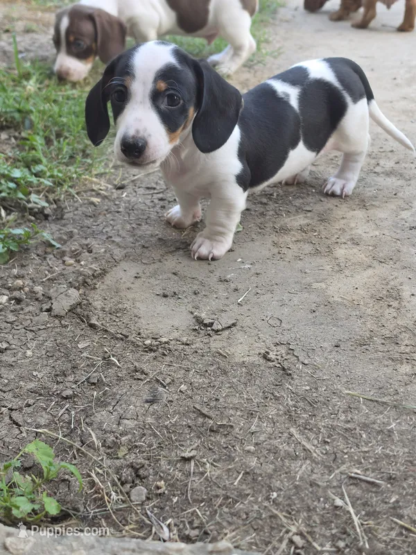 Moo- Smooth Coat Piebald – Miniature Dachshund puppy for sale in San Antonio, TX