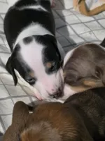 Moo- Smooth Coat Piebald, a male Miniature Dachshund for sale in San Antonio, TX – 6 of 8