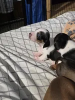 Moo- Smooth Coat Piebald, a male Miniature Dachshund for sale in San Antonio, TX – 7 of 8