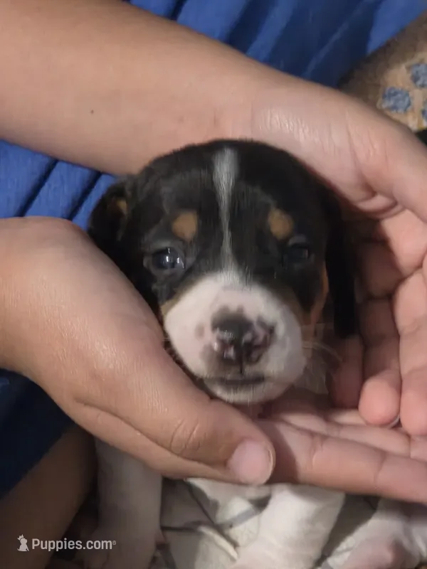 Panda – Miniature Dachshund puppy for sale in San Antonio, TX