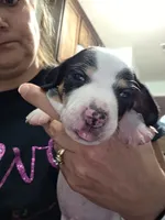 Moo- Smooth Coat Piebald, a male Miniature Dachshund for sale in San Antonio, TX – 3 of 8