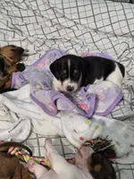 Panda, a male Miniature Dachshund for sale in San Antonio, TX – 4 of 5