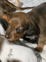 Choco, a female Miniature Dachshund for sale in San Antonio, TX – 1 of 4