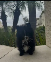 Oreo (he will be mini), a male Pomeranian for sale in Chula Vista, CA – 5 of 6