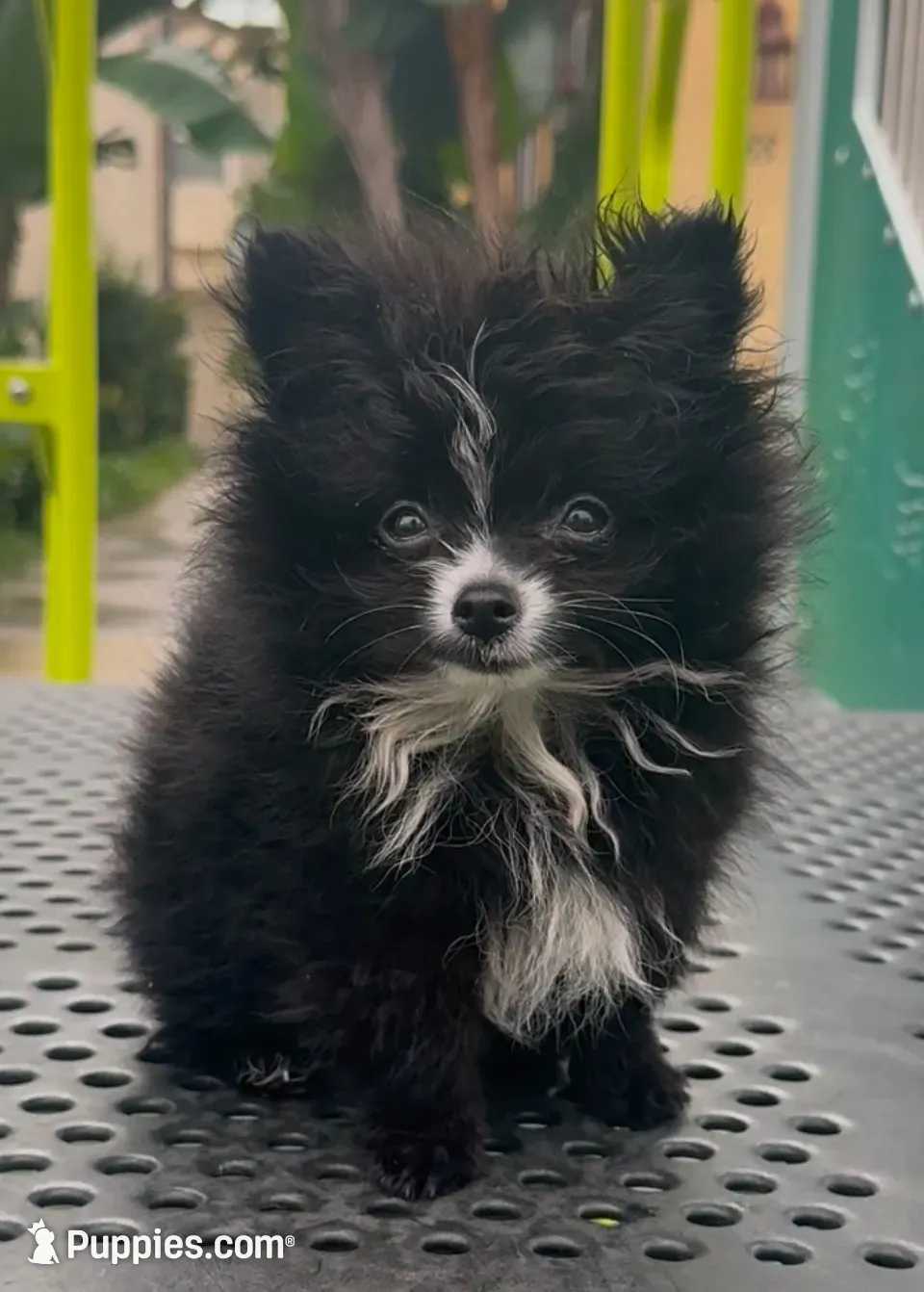 Oreo (he will be mini), a male Pomeranian for sale in Chula Vista, CA – 2 of 6