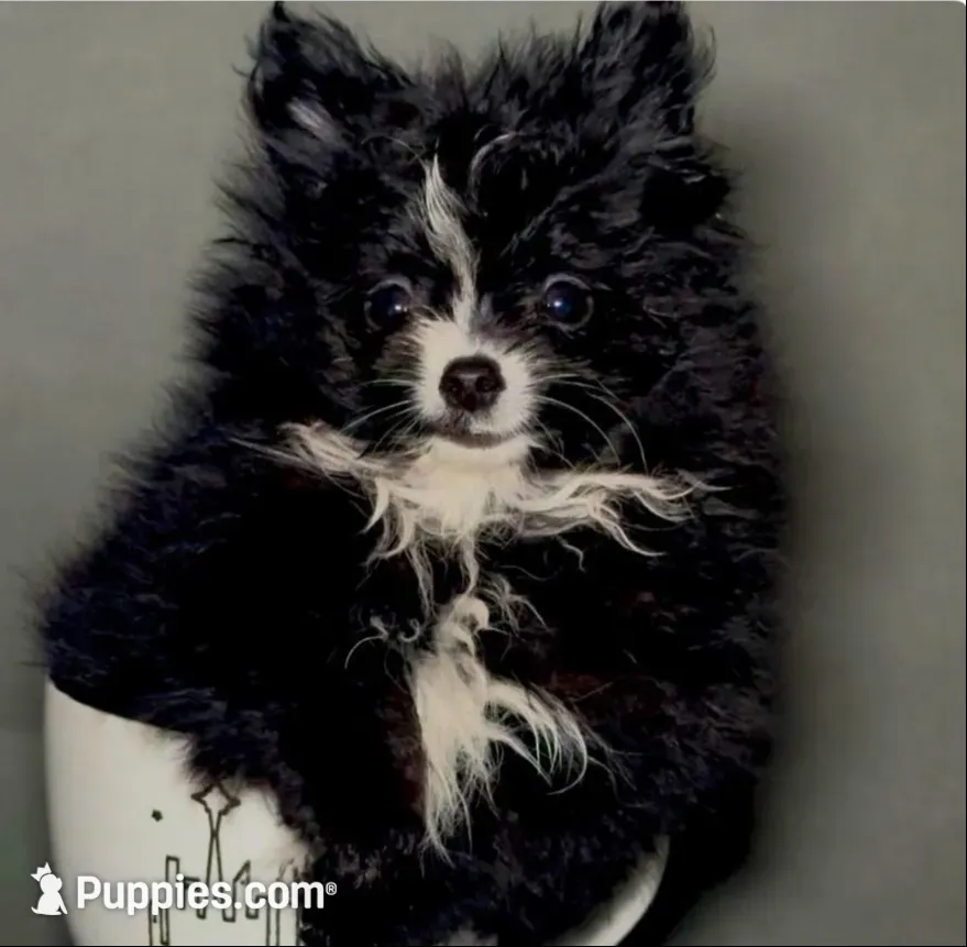 Oreo (he will be mini), a male Pomeranian for sale in Chula Vista, CA – 1 of 6