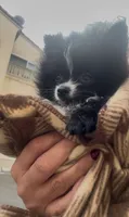 Oreo (he will be mini), a male Pomeranian for sale in Chula Vista, CA – 3 of 6