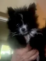 Oreo (he will be mini), a male Pomeranian for sale in Chula Vista, CA – 6 of 6