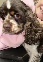 Maddox, a male Cocker Spaniel for sale in Magnolia, KY – 2 of 7