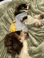 Maddox, a male Cocker Spaniel for sale in Magnolia, KY – 7 of 7
