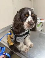 Maddox, a male Cocker Spaniel for sale in Magnolia, KY – 3 of 7