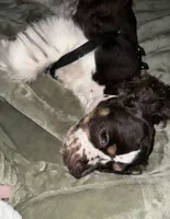 Maddox, a male Cocker Spaniel for sale in Magnolia, KY – 5 of 7