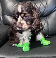 Maddox, a male Cocker Spaniel for sale in Magnolia, KY – 6 of 7