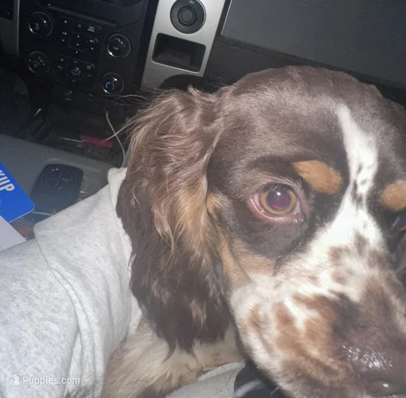 Maddox – Cocker Spaniel puppy for sale in Magnolia, KY