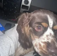 Maddox, a male Cocker Spaniel for sale in Magnolia, KY – 1 of 7