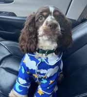 Maddox, a male Cocker Spaniel for sale in Magnolia, KY – 4 of 7