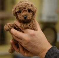 processed/dcde6d29-02df-43f0-8124-397b7f716a42/listing/50563b63-eaca-488f-95f9-682f1b5fce3e/0676d5cc-06e4-4099-9add-069cea587f18