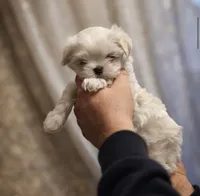 processed/dcde6d29-02df-43f0-8124-397b7f716a42/listing/fb9c938c-2218-4b37-8d19-62010bb9192b/1fdd85cc-5cf9-4db9-97c9-da64a4094332