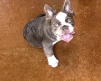 Joey fluffy Isabella , a male French Bulldog for sale in San Antonio, TX – 2 of 6