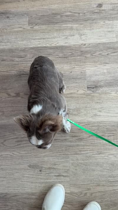 Chandler Isabella fluffy carry pink, a male French Bulldog for sale in San Antonio, TX – 3 of 3