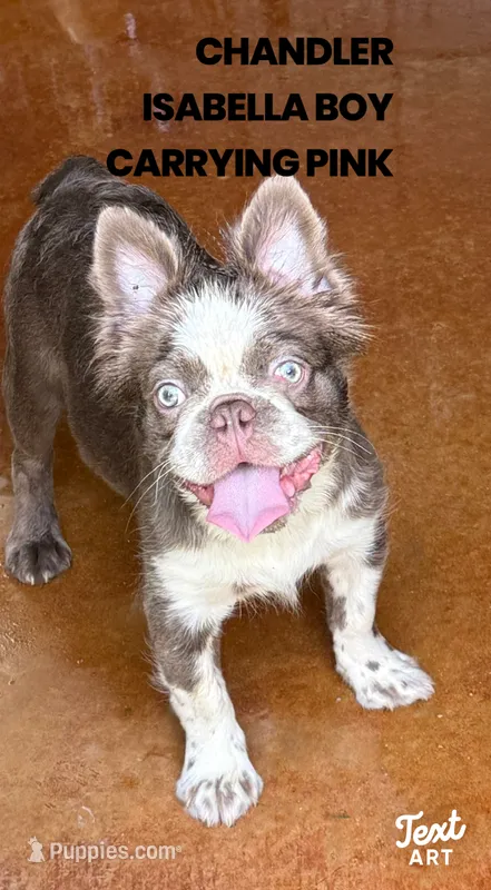 Chandler Isabella fluffy carry pink – French Bulldog puppy for sale in San Antonio, TX