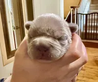 Rose, a female French Bulldog for sale in San Antonio, TX – Photo 3 of 6