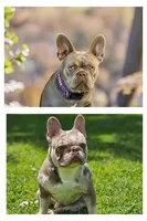 Rose, a female French Bulldog for sale in San Antonio, TX – Photo 6 of 6