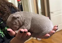 Rose, a female French Bulldog for sale in San Antonio, TX – Photo 4 of 6