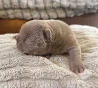 Rose, a female French Bulldog for sale in San Antonio, TX – Photo 2 of 6