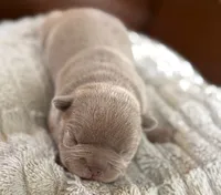 Rose, a female French Bulldog for sale in San Antonio, TX – Photo 1 of 6