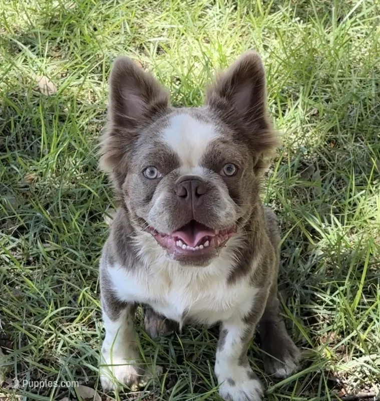 Chandler Isabella fluffy carry pink – French Bulldog puppy for sale in San Antonio, TX