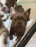 Rachel Isabella fluffy , a female French Bulldog for sale in San Antonio, TX – 2 of 3