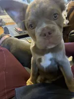 Fluffy Isabella, a male French Bulldog for sale in San Antonio, TX – Photo 2 of 5