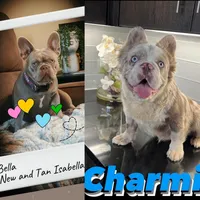 Fluffy Isabella, a male French Bulldog for sale in San Antonio, TX – Photo 5 of 5