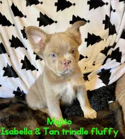 Fluffy Isabella, a male French Bulldog for sale in San Antonio, TX – Photo 4 of 5
