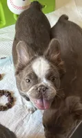 Joey fluffy Isabella , a male French Bulldog for sale in San Antonio, TX – 4 of 6