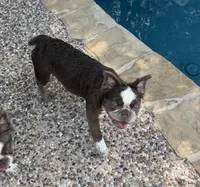Joey fluffy Isabella , a male French Bulldog for sale in San Antonio, TX – 5 of 6