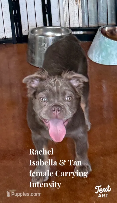 Rachel Isabella fluffy  – French Bulldog puppy for sale in San Antonio, TX