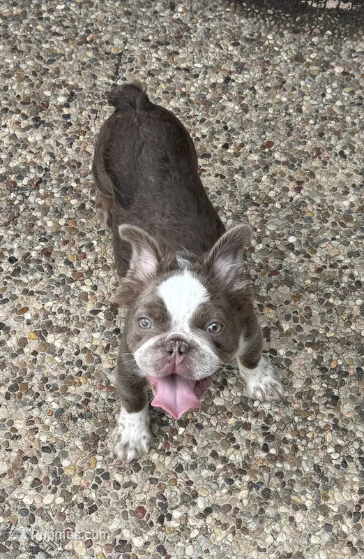 Joey fluffy Isabella  – French Bulldog puppy for sale in San Antonio, TX