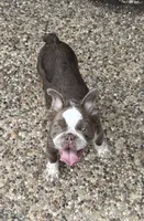 Joey fluffy Isabella , a male French Bulldog for sale in San Antonio, TX – 1 of 6