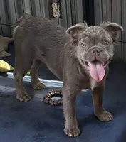 Rachel Isabella fluffy , a female French Bulldog for sale in San Antonio, TX – 3 of 3