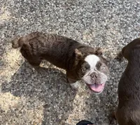 Joey fluffy Isabella , a male French Bulldog for sale in San Antonio, TX – 6 of 6
