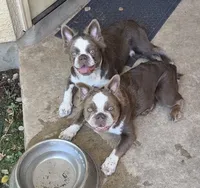 Chandler Isabella fluffy carry pink, a male French Bulldog for sale in San Antonio, TX – 2 of 3