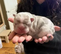 Hart, a male French Bulldog for sale in San Antonio, TX – Photo 2 of 4