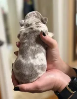 Hart, a male French Bulldog for sale in San Antonio, TX – Photo 3 of 4