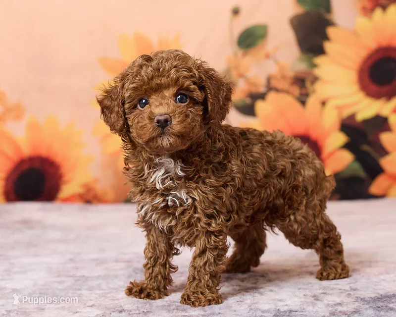 Kona, a male Poodle - Toy  for sale in Los Angeles, CA – 1 of 4