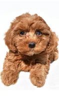 Jamie, a female Cavapoo for sale in Los Angeles, CA – 2 of 2
